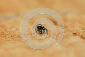 Jumping Spider Salticus scenicus on wood background