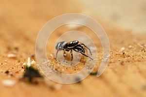 Jumping Spider Salticus scenicus on wood background