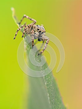 Jumping spider - Sitticus pubescens