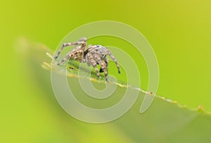 Jumping spider - Sitticus pubescens