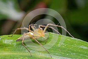 A jumping spider standing on green leaf