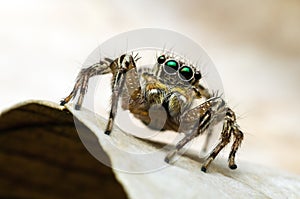 Jumping spider