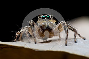Jumping spider