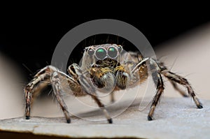 Jumping spider