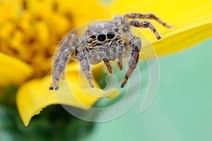 Jumping spider
