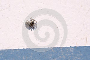 Spider on wall
