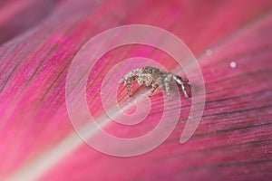 Jumping Spider - Stock Image