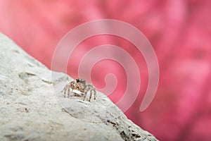 Jumping Spider - Stock Image