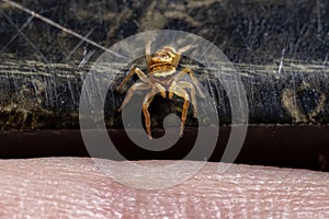 Jumping Spider