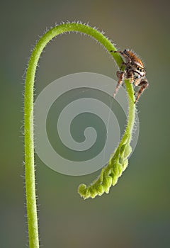 Jumping spider on sundew stem