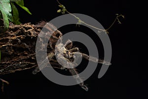 Guyana tree spider tapinauchenius sp photo