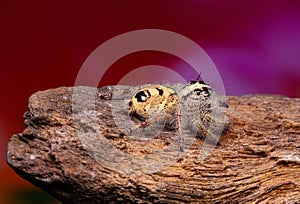 Jumping spider on timber in nature