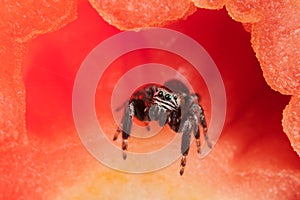 Jumping spider and tomato