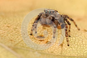 Jumping spider and transparent stringy leaf
