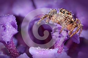 Jumping spider on the on violet flowers