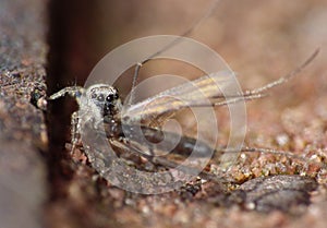 Jumping Spider vs Fly - Macro Close Up