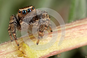 Jumping spider walking on the stem