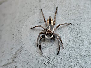 Jumping Spider on the wall in action