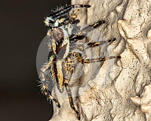 Jumping spider on the wall macro photography of nature