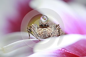 Jumping spider and water drop on pink flower in nature