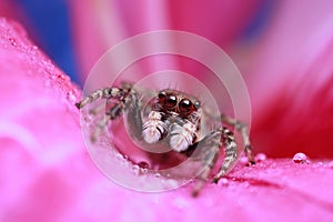 Jumping spider and water drop on pink flower in nature