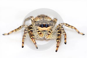 Jumping spider on white