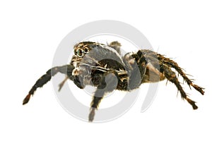 Jumping spider on white background