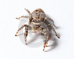 Jumping spider on white background