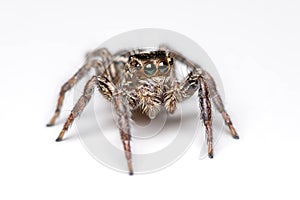 Jumping spider on white background.