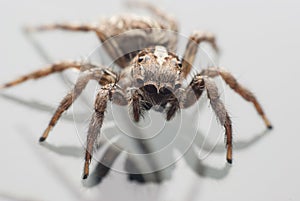 Jumping spider on white background.