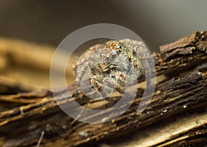 Jumping Spider on Wood Close-Up