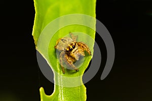 Jumping Spider (Hyllus semicupreus) waiting for prey on green le