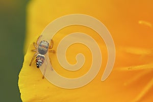 Jumping spider on a yellow flower