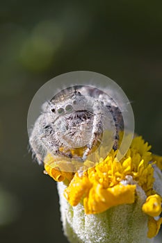 Jumping Spider on yellow flower