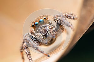 Jumping spiders