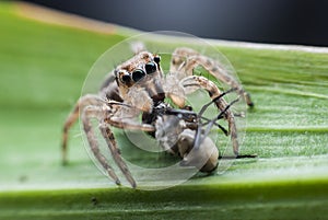 Jumping spiders