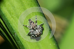 Jumping spiders on the leaves