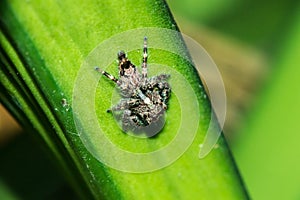 Jumping spiders on the leaves