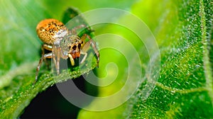 Jumping spiders orange beautiful on green leaves.