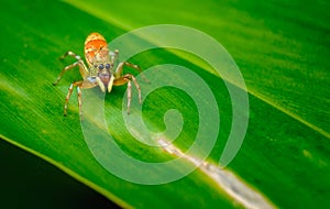 Jumping spiders orange beautiful on green leaves.