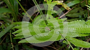 Jumping spiders perch on plant leaves