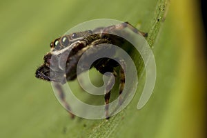 Jumping spiders (Salticidae)