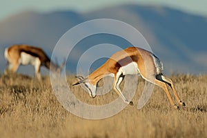 Jumping springbok antelope, Mountain Zebra National Park, South Africa