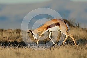 Jumping springbok antelope, Mountain Zebra National Park, South Africa