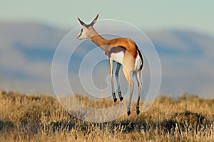 Jumping springbok antelope, Mountain Zebra National Park, South Africa