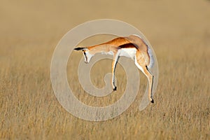 Jumping springbok antelope - South Africa photo