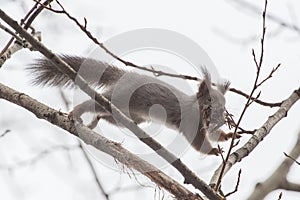 Jumping squirrel