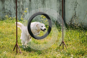Jumping Through Suspended Tire Tyre Hoop Trained White Yellow Labrador