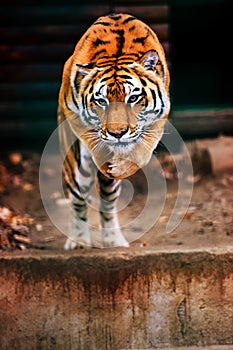 Jumping tiger. Beautiful, dynamic and powerful photo of this majestic animal