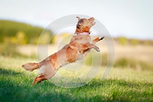 Jumping toller